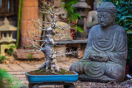 Bonsai