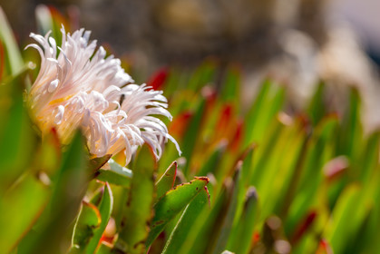 Flore Méditerranéenne
