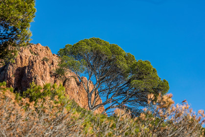 Var (83) Estérel, Cap Dramont