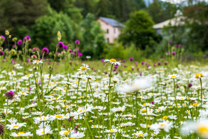 Flore alpine