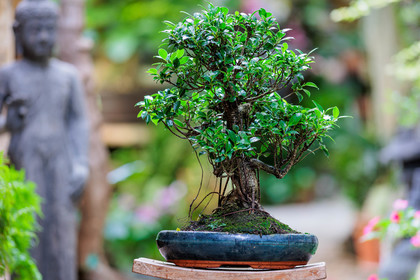 Bonsai