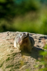 Marmotte