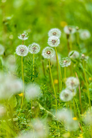 Flore alpine