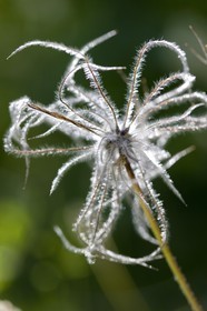 Anémone pulsatille, Pulsatilla vulgaris.