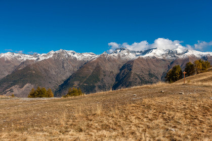 Auron