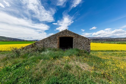 Colza