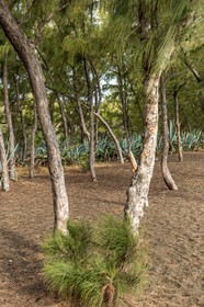 Ile de La Réunion