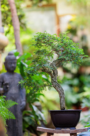 Bonsai Center
