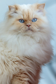Chat