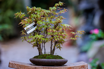 Bonsai