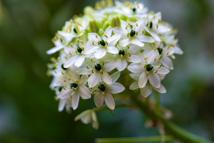 Flore corse