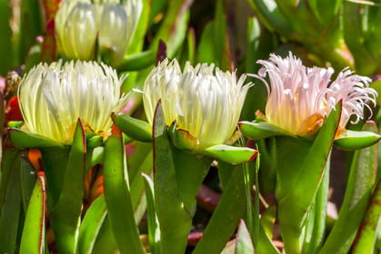 Flore Méditerranéenne