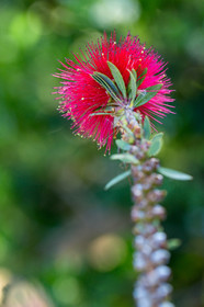 Flore Méditerranéenne