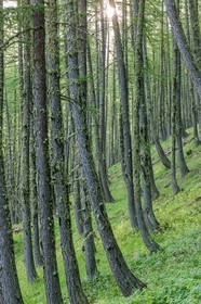 Rando Vtt Lacs de Lignin