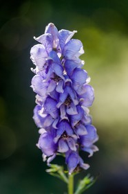 Aconite