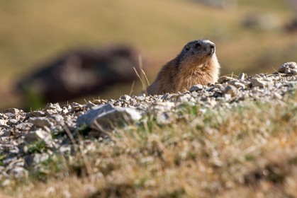 Marmotte, Marmota