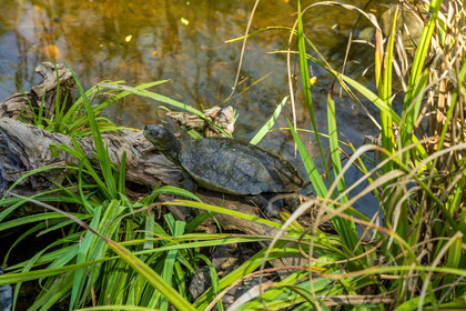 Tortue