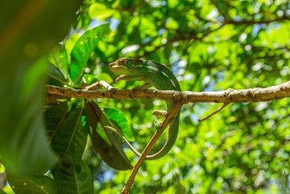 Caméléon endormi