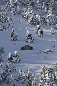 Arbres enneigés