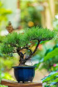 Bonsai Center