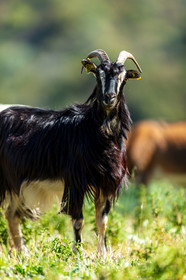 Faune corse