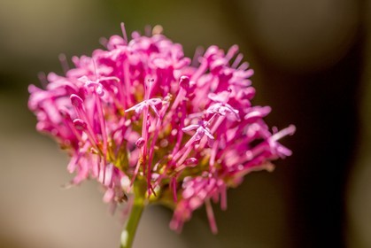 Valériane officinale, Valeriana officinalis