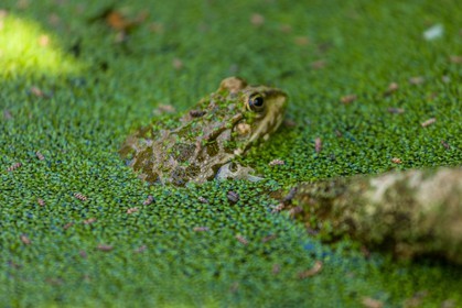 Grenouille