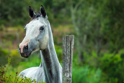 Faune corse