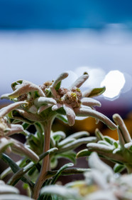 Alpes-de-Haute-Provence (04) Val d'Allos