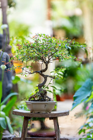 Bonsai