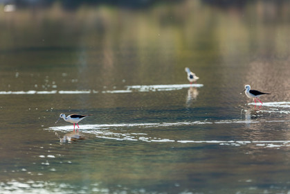 Salins d'Hyères
