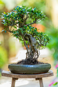 Bonsai Center