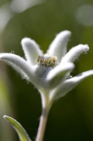 Edelweiss, Leontopodium alpinum.