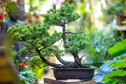 Bonsai