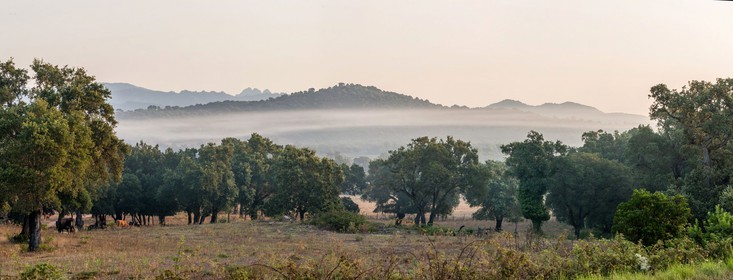 Benedettu