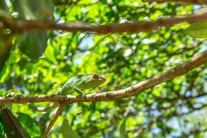 Caméléon, Endormi