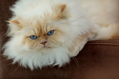 Chat