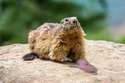 Marmotte, Marmota