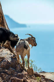 Chèvre corse