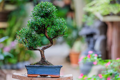 Bonsai