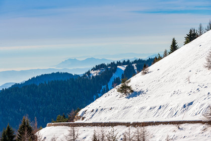 Turini