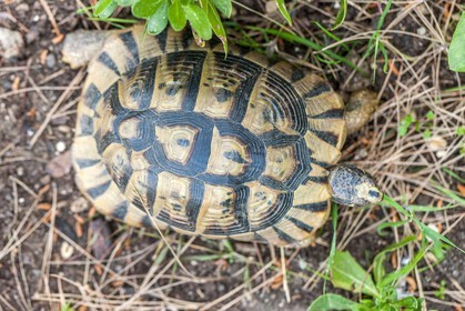 Tortue d'Hermann,Testudo hermanni