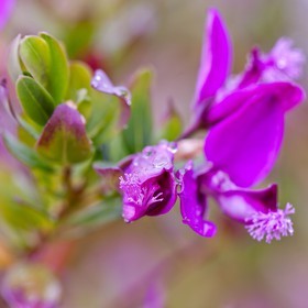 Polygala, polygala vulgaris