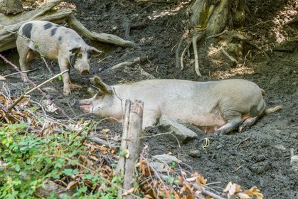 Cochon corse