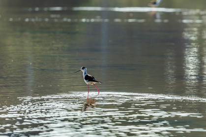 Salins d'Hyères