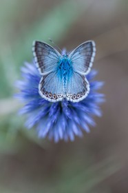 Chardon, Carduus defloratus