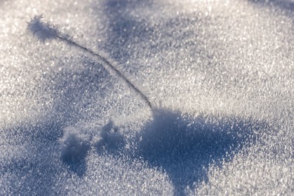 Cristaux de neige