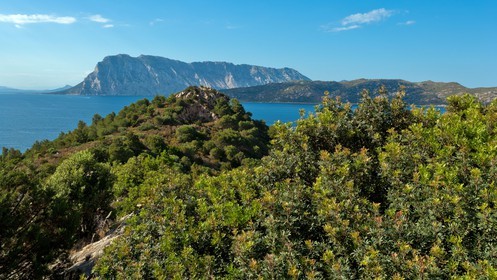 Punta Coda Cavallo