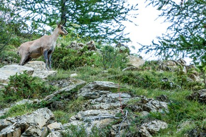 Chamois