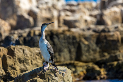 Cormoran huppé immature, Phalacrocorax aristotelis